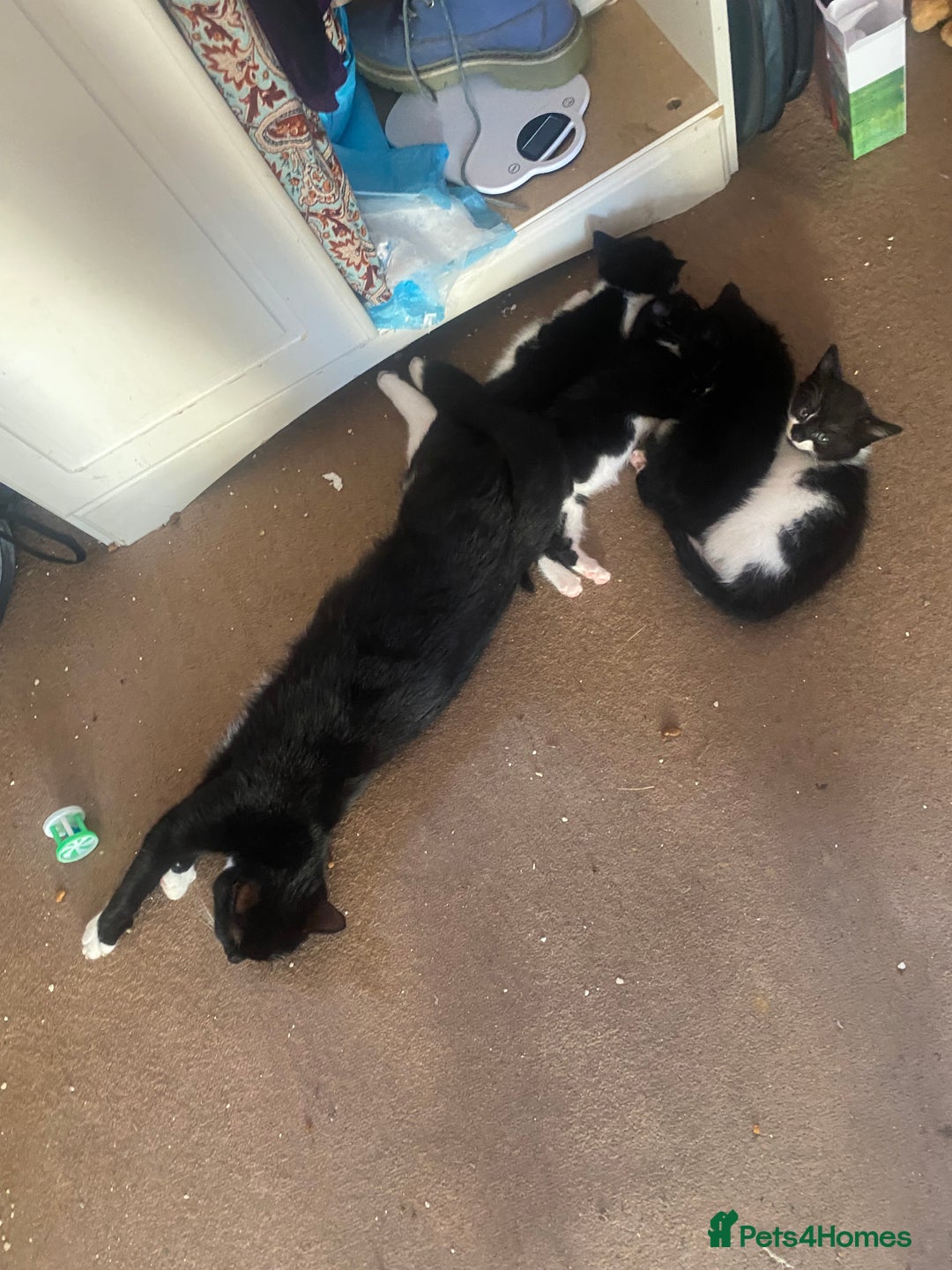 Mixed Breed cats for sale: Lovely 2 kittens - Image 1