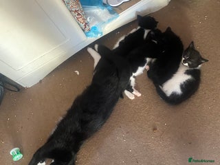 Mixed Breed cats - Advert 17