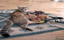 European cats for sale: 2x male kittens - Image 4