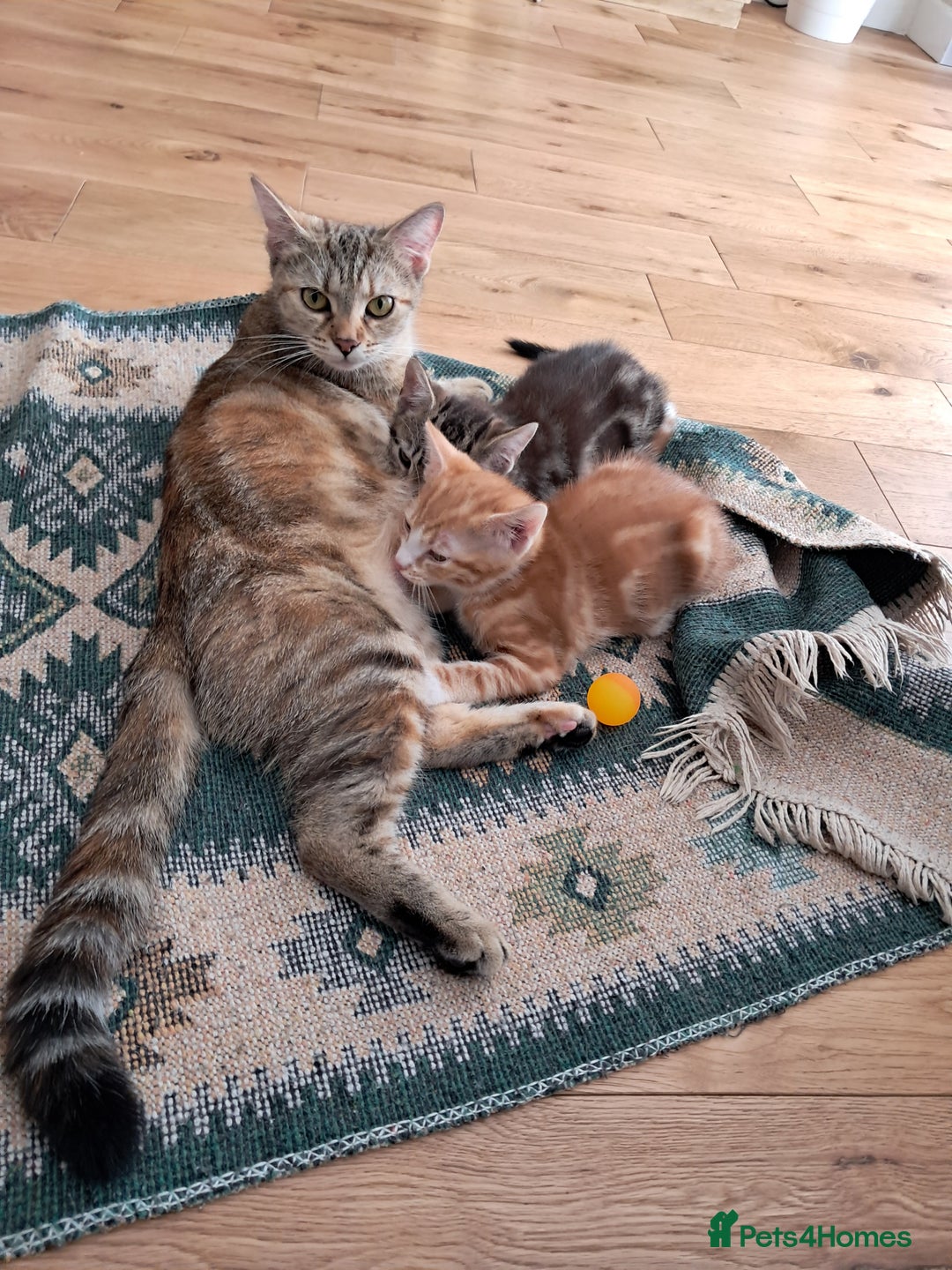 European cats for sale: 2x male kittens - Image 4