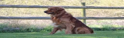 Golden Retriever dogs for stud: Dark Golden Retriever stud dog in Newark - Advert 6