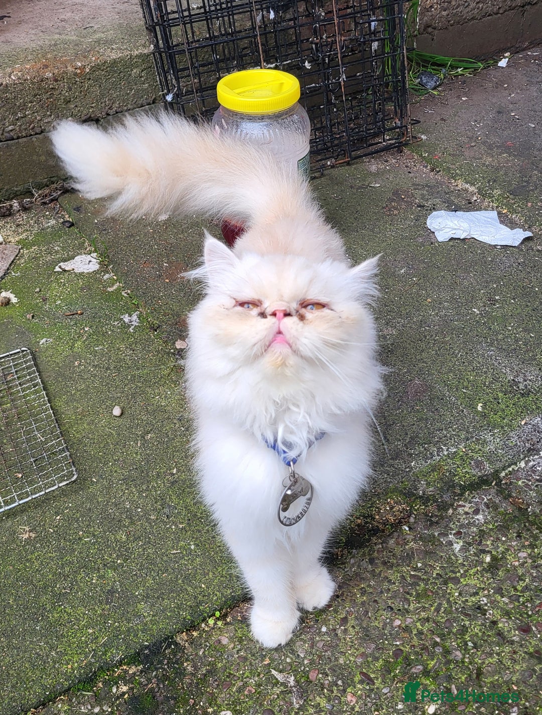 Persian cats for sale: Persian cat - Advert 4