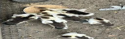 Ducks poultry for sale: Muscovy ducklings  - Advert 3