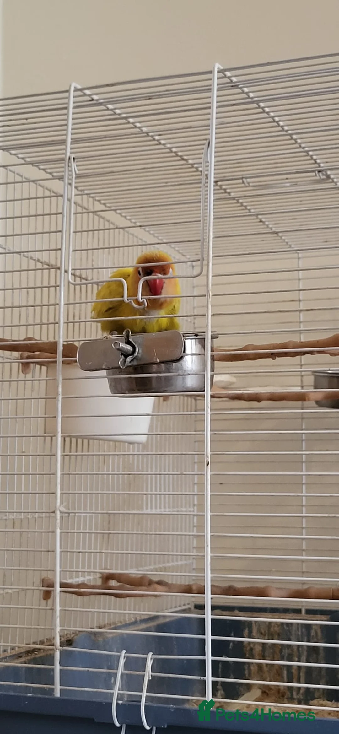 Lovebirds birds for sale: Female Lovebird Looking for Loving Home – SE26 - Advert 5