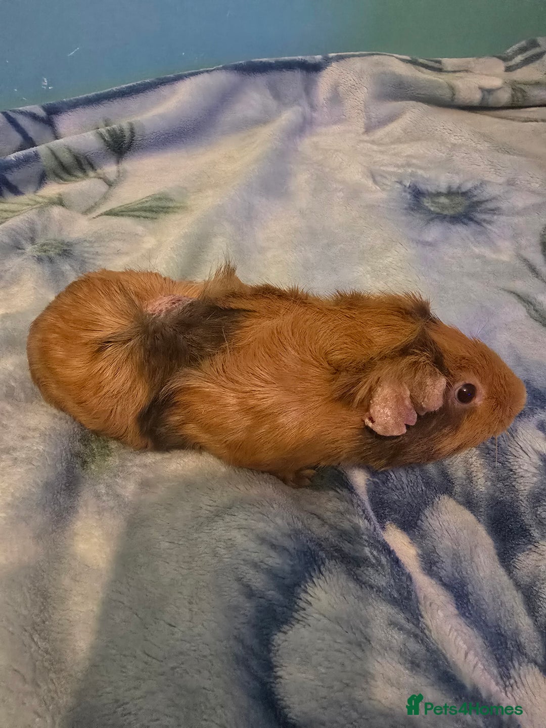 Guinea Pig rodents for sale: guinea pig - Image 3