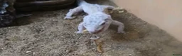 Gecko reptiles for sale: 2 male geckos with 1 setup  in Bridgend - Advert 7