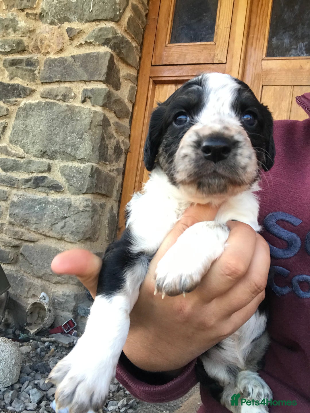 Mixed Breed dogs for sale: Collie x sprocker  - Image 10