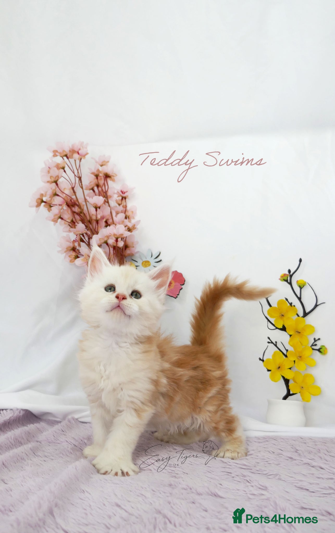 Maine Coon cats Stunning Maine Coon ( polydactyl)  - Advert 3
