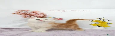 Teddy Swims polydactyl 