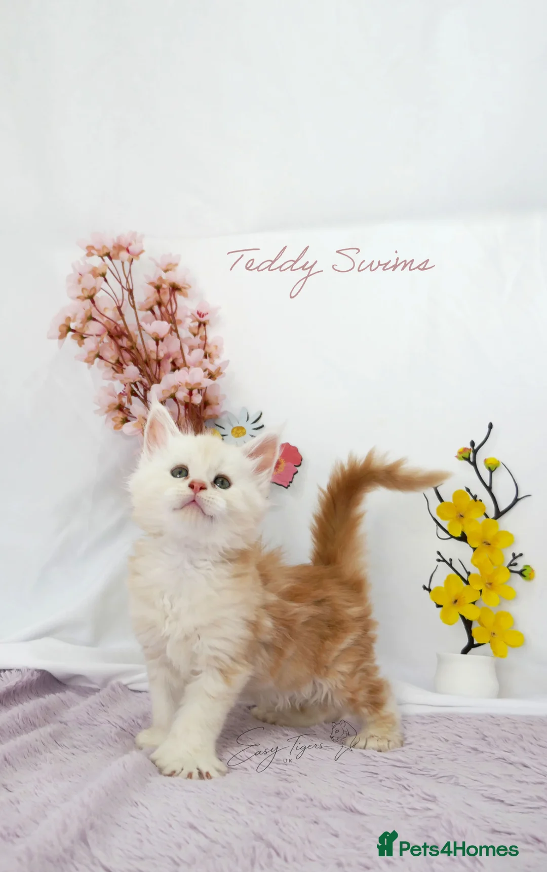 Maine Coon cats for sale: Stunning Maine Coon ( polydactyl)  - Advert 1