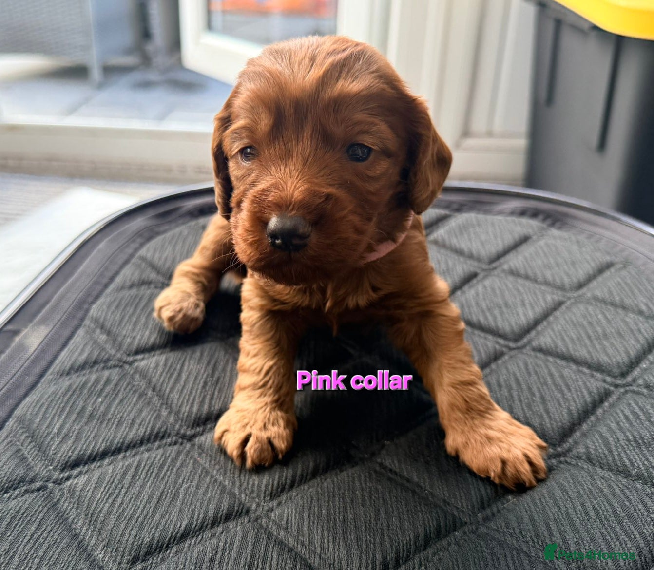 Cockapoo dogs F1 fox red Cockerpoos - Advert 2