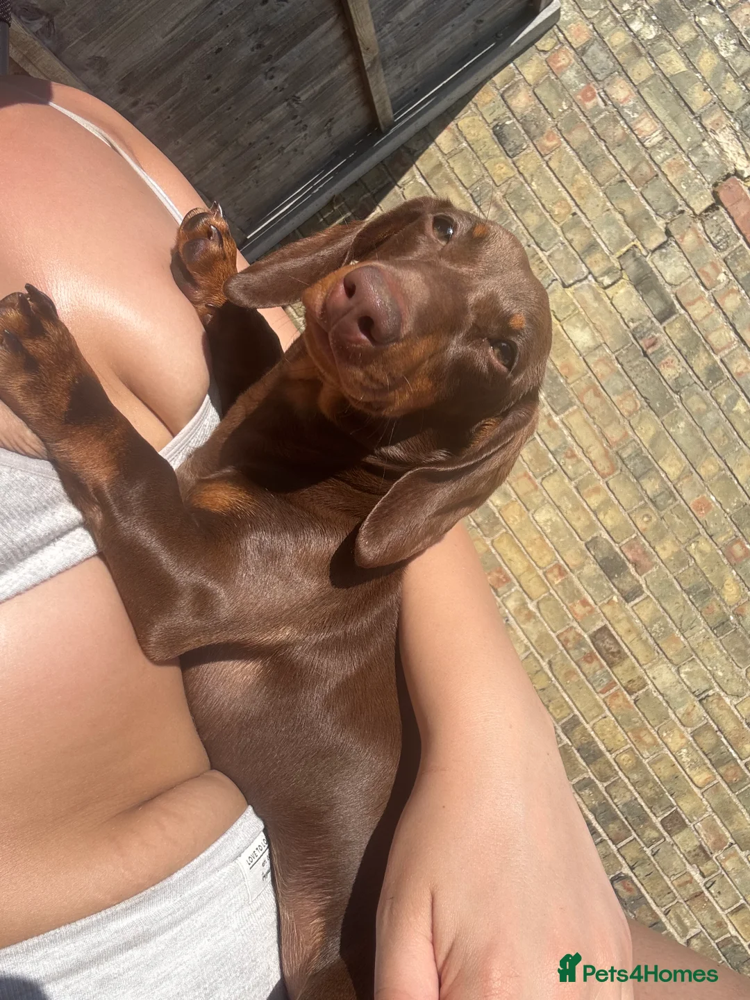 Dachshund dogs for sale: Mabel the Dachshund 🐶 REHOME FOR FREE  - Advert 3