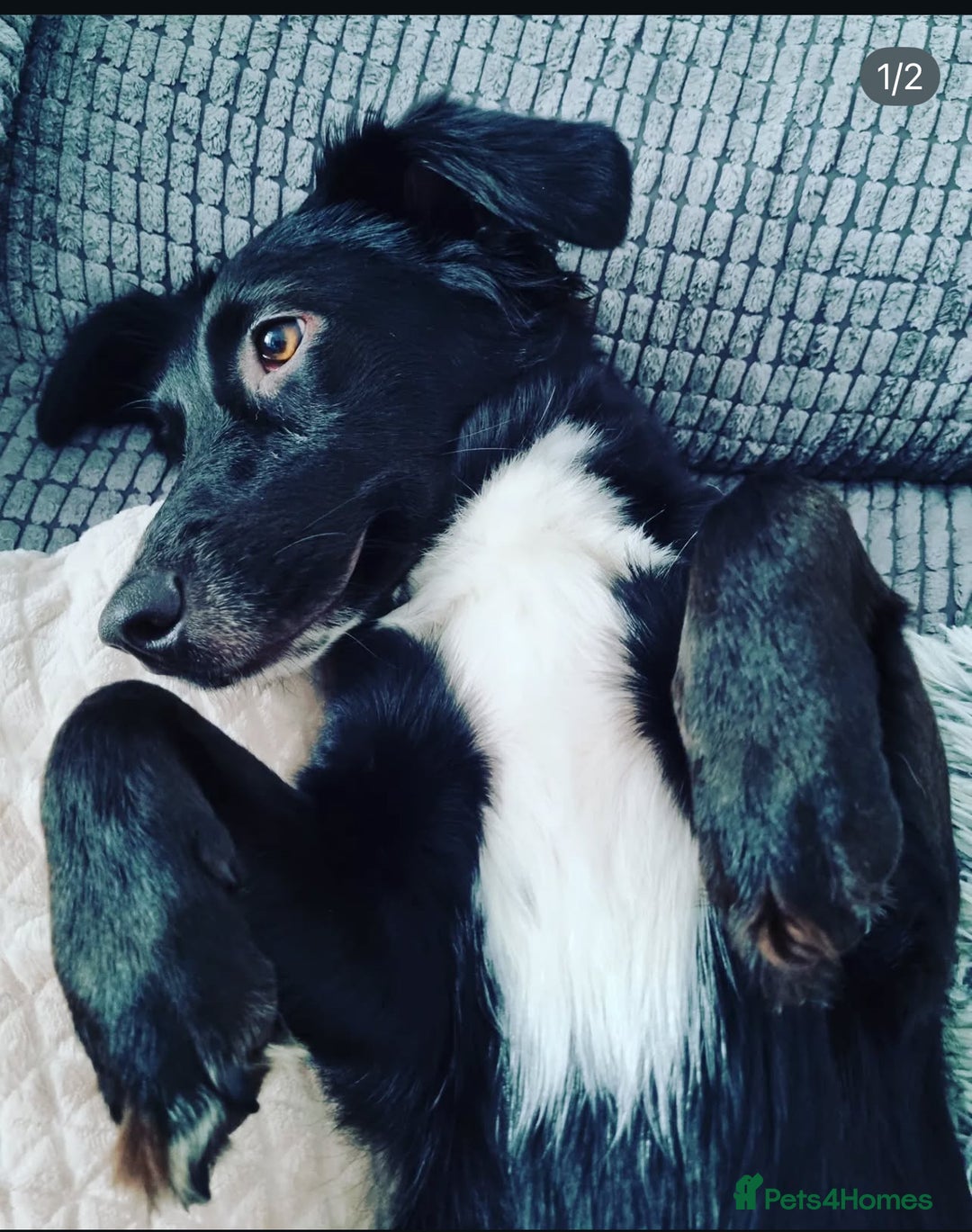 Mixed Breed dogs for sale: KC COCKER X MINI COLLIE PUPS  - Advert 13