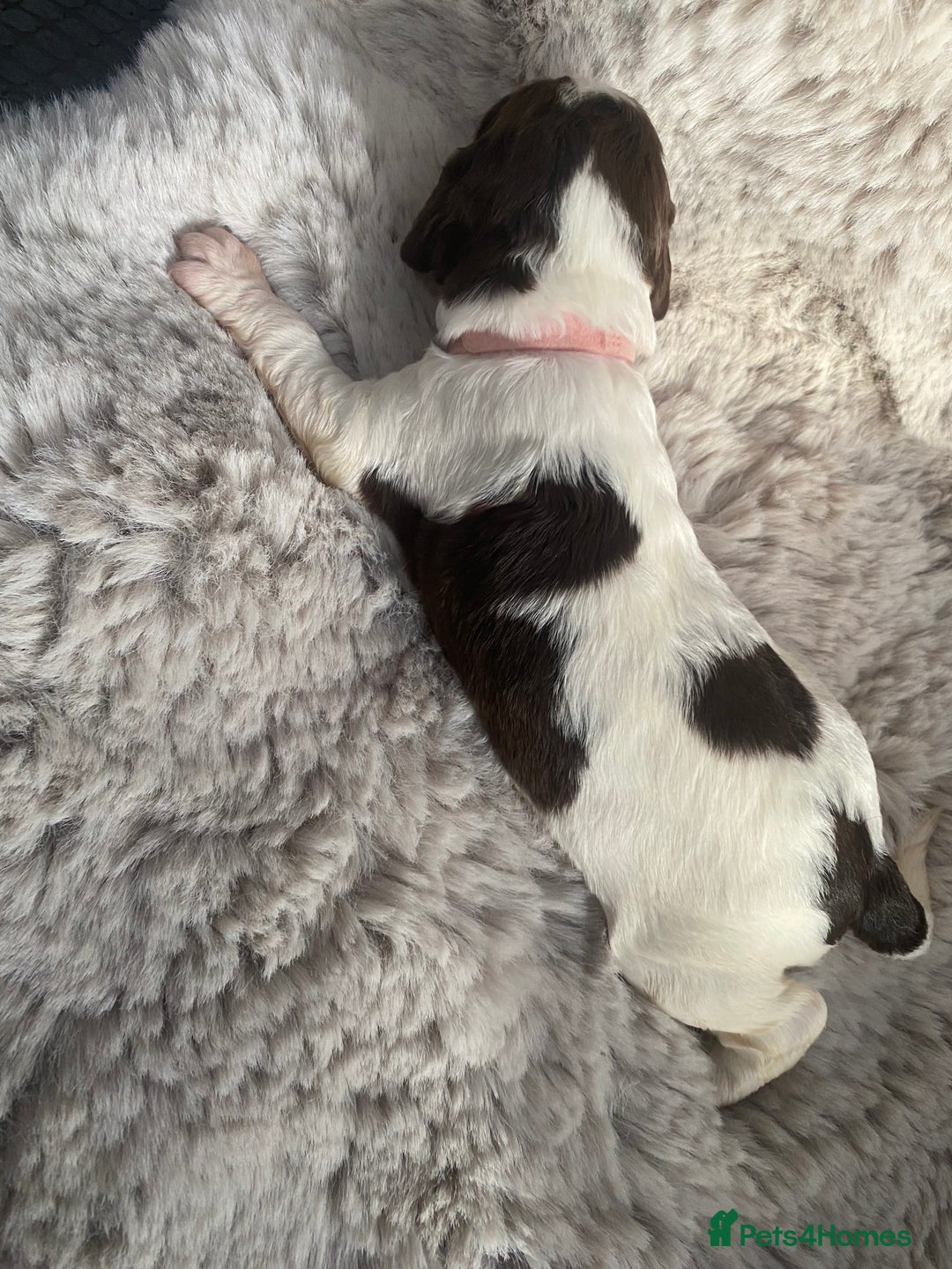 Sprocker dogs for sale: Sprocker puppies  - Advert 21