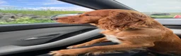 Cocker Spaniel dogs for sale: 6 month old working cocker  in Doncaster - Advert 5