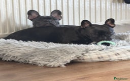French Bulldog dogs for sale: French Bulldogs  - Image 3
