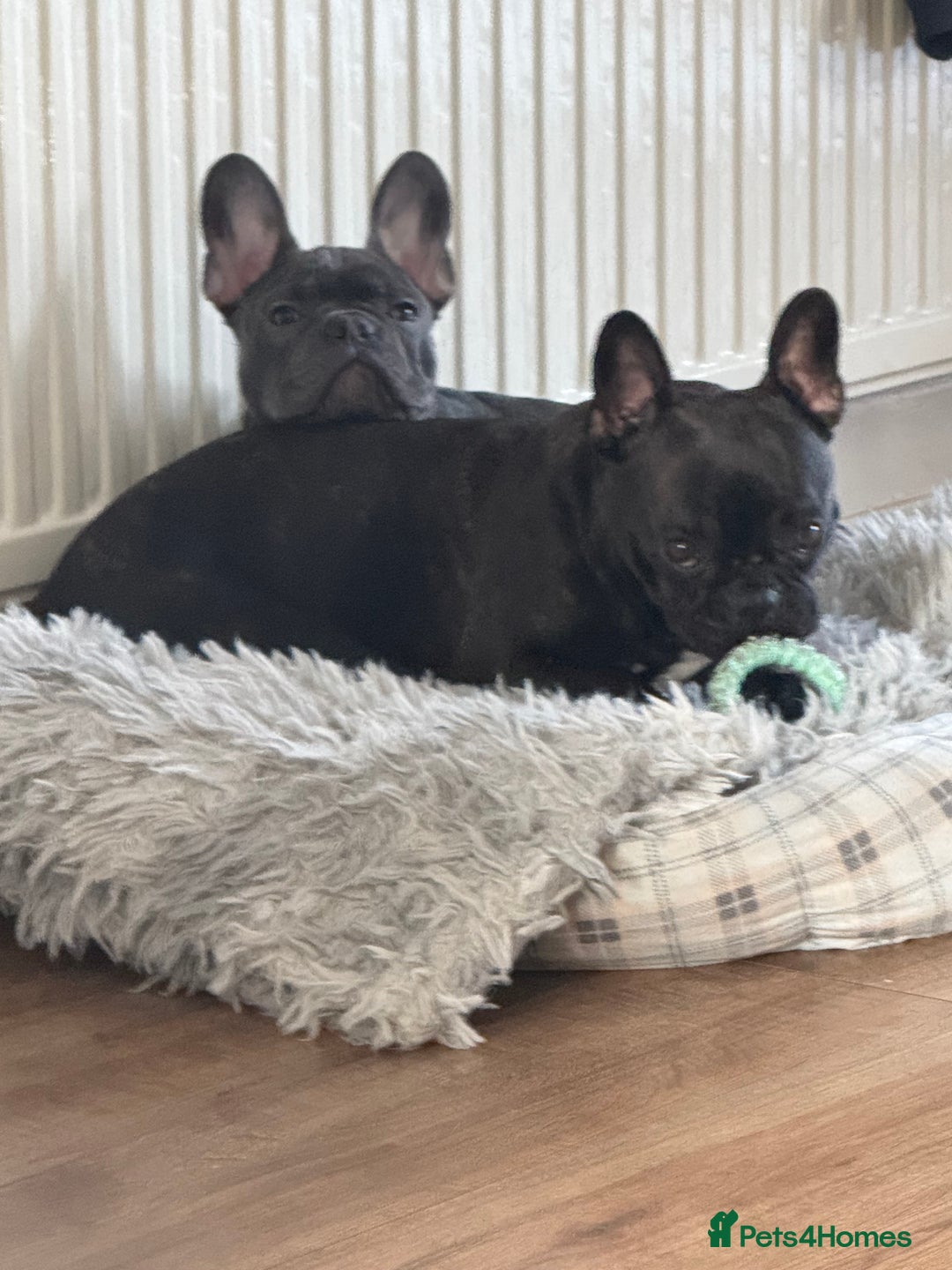 French Bulldog dogs for sale: French Bulldogs  - Image 3