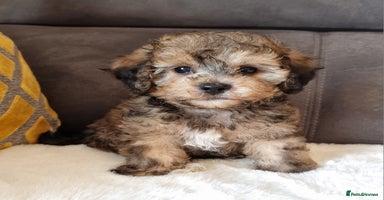 Shihpoo dogs - Advert 3