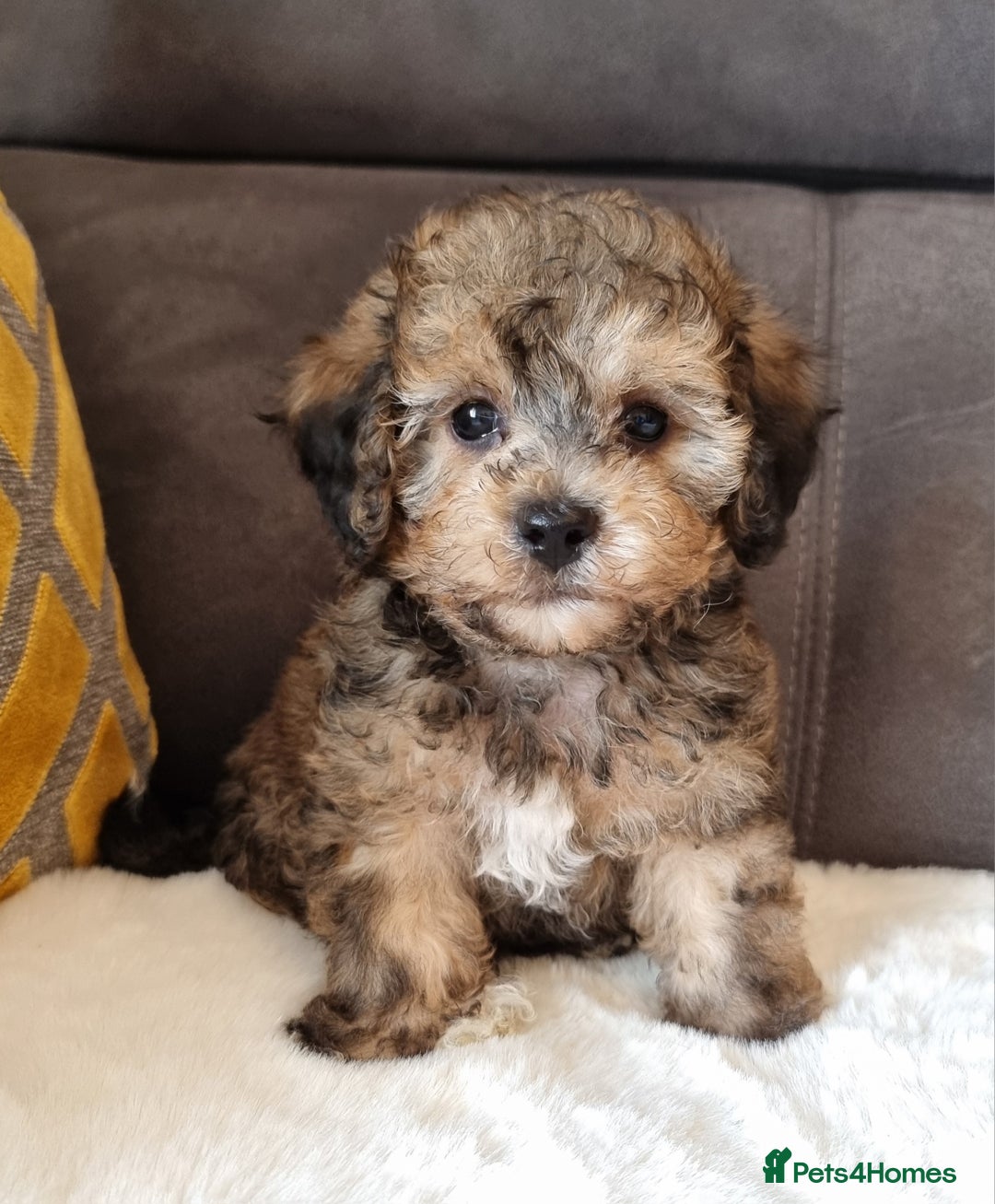 Shihpoo dogs for sale: Adorable little Shihpoo's, sold fully vaccinated - Image 3