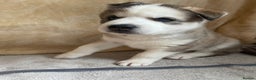 Siberian Husky dogs for sale: Siberian Husky Puppies  - Advert 34