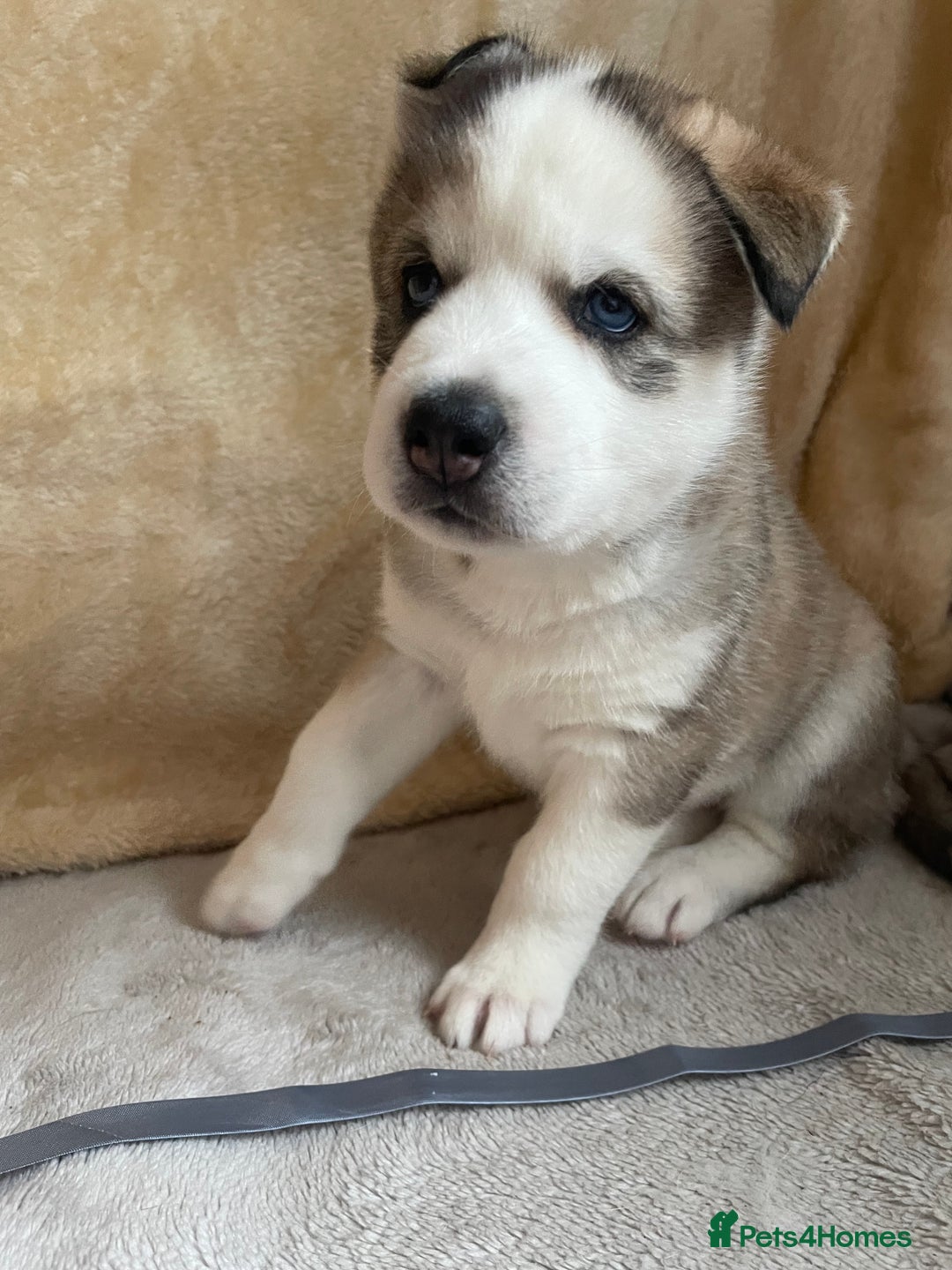 Siberian Husky dogs for sale: Siberian Husky Puppies  - Advert 34