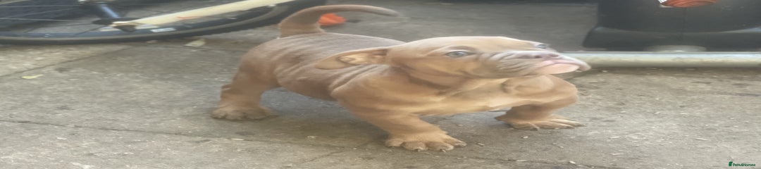 English Bulldog Puppy 2