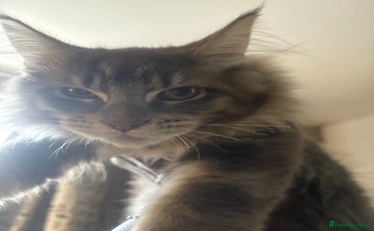 Maine Coon cats Xl  main coons kittens  - Advert 1