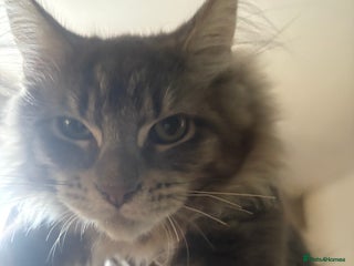 Maine Coon cats Xl main coons kittens - Advert 12