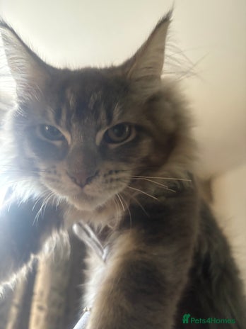 Maine Coon cats Xl main coons kittens - Advert 1