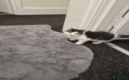 Mixed Breed cats for sale: Adorable Britishshorthair🐾 mixed looking for 🏠 - Advert 2