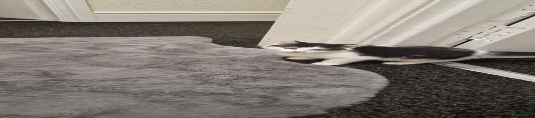 Mixed Breed Kitten 2