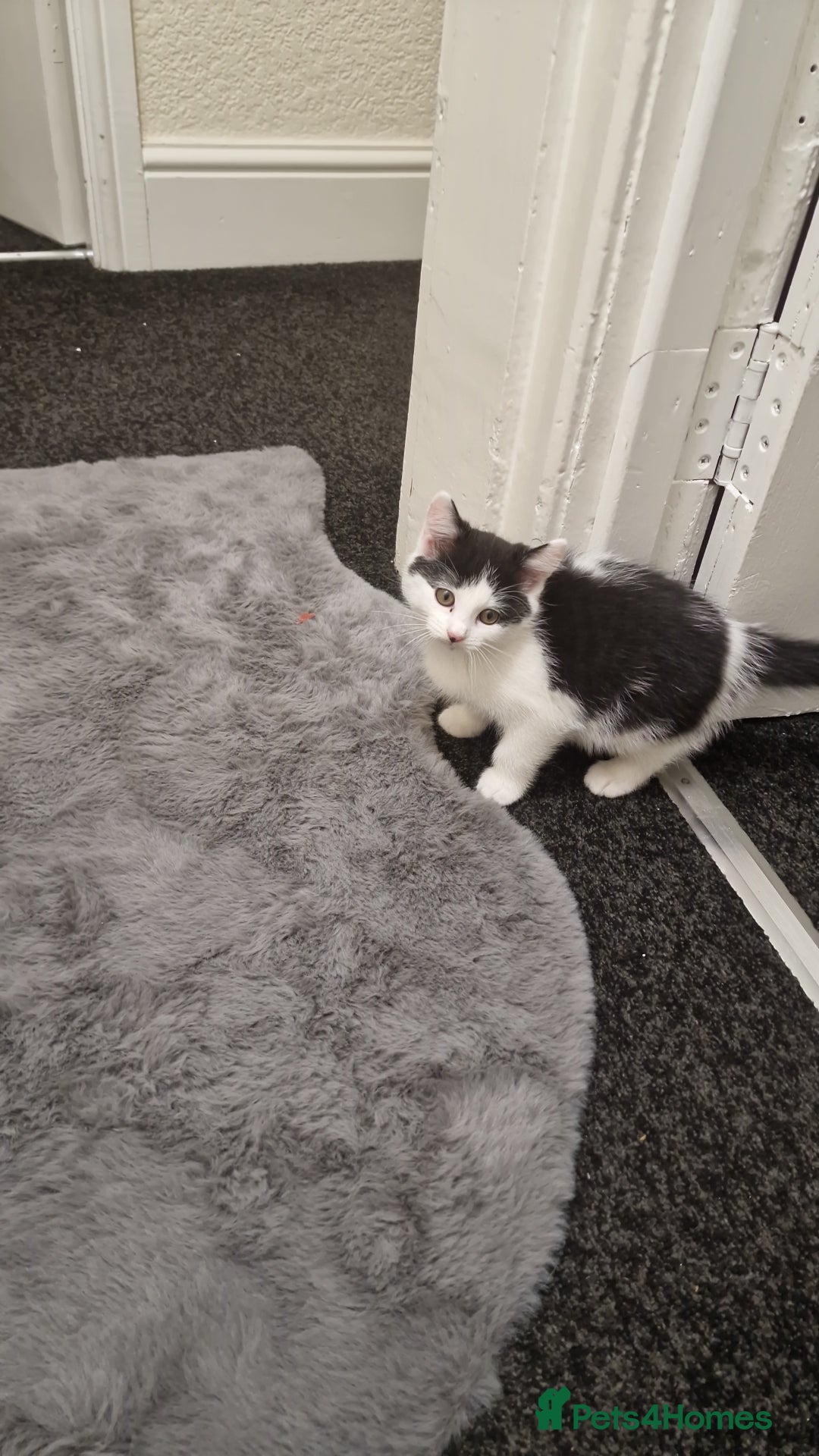 Mixed Breed cats for sale: Adorable Britishshorthair🐾 mixed looking for 🏠 - Advert 2