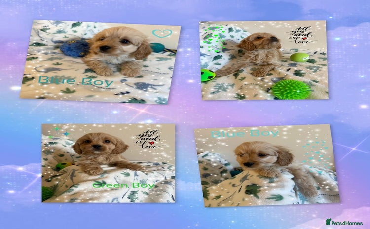 Cavapoo dogs - Advert 2