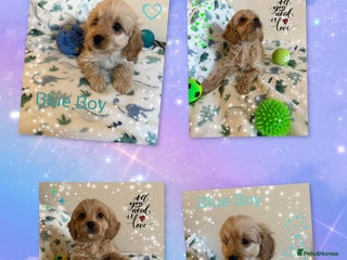 Cavapoo dogs - Advert 6