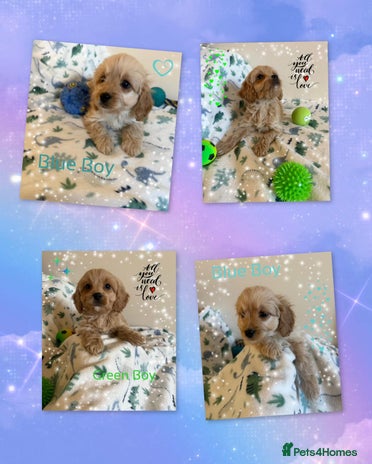Cavapoo dogs - Advert 3