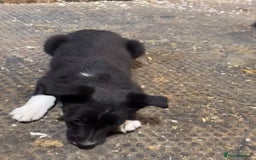 Smooth Collie dogs for sale: Stunning Collie pups - Image 4