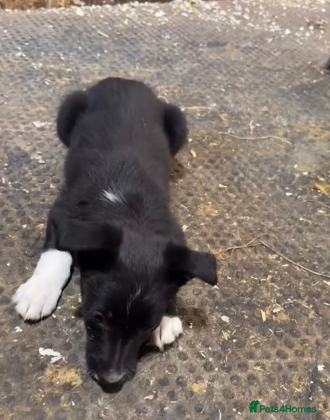 Smooth Collie dogs for sale: Stunning Collie pups - Image 4