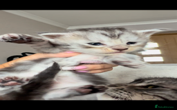 Maine Coon cats for sale: Outstanding pedigree Maine coons  - Image 14
