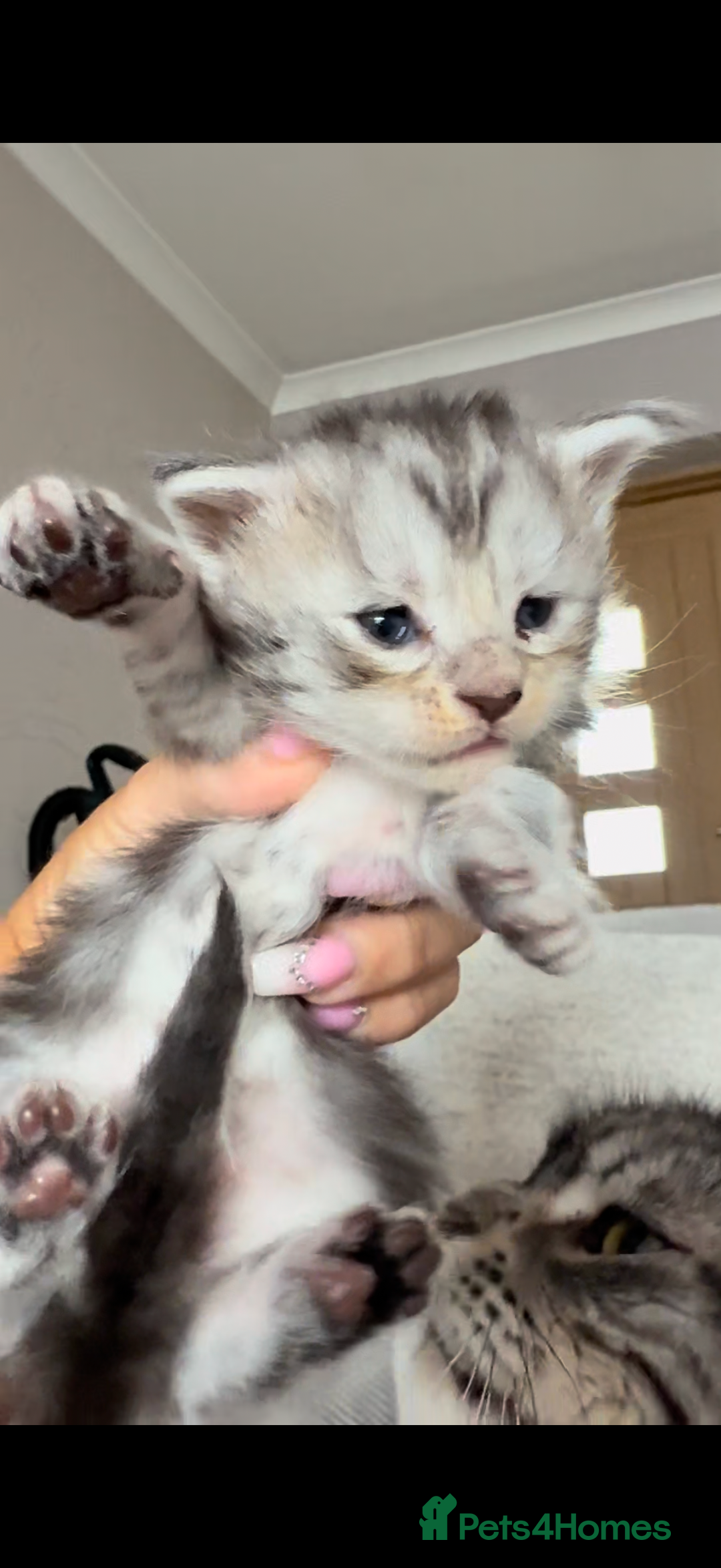 Maine Coon cats for sale: Outstanding pedigree Maine coons  - Image 14