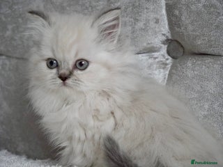 Scottish Fold cats ❣️Scottish Fold Kittens❣️ - Advert 5