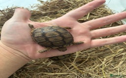 Tortoise reptiles for sale: Tortoise - Advert 4
