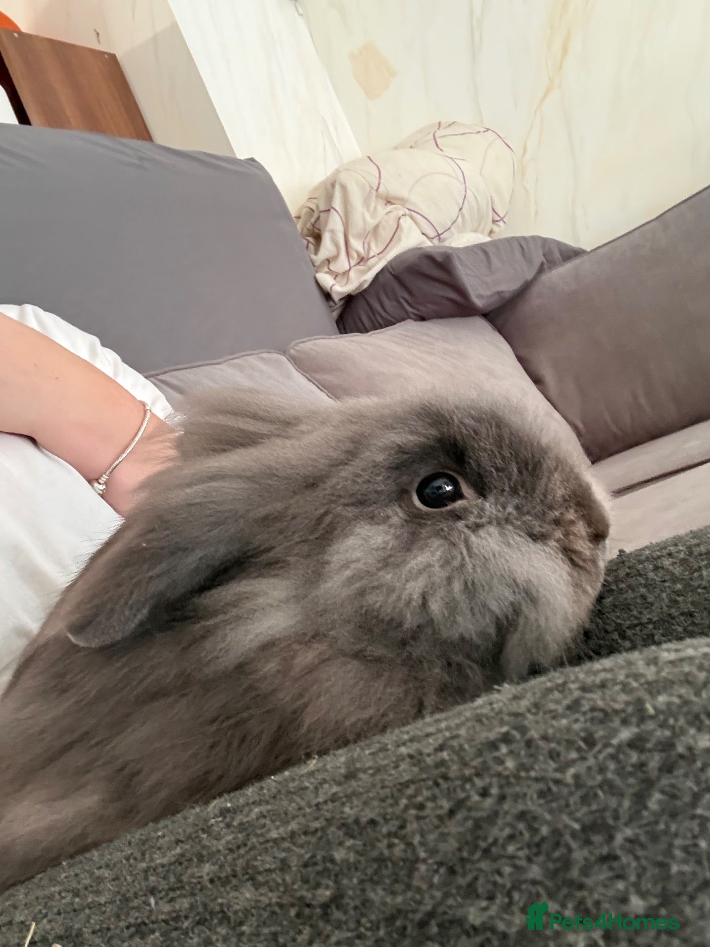 Lionhead rabbits for sale: 1 buck. 1 doe - Advert 5
