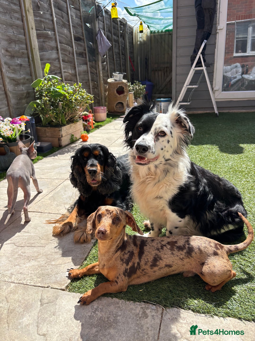 Miniature Dachshund dogs for stud: 🔥 STUD🔥 KC Registered miniature Dachshund Dapple - Advert 7