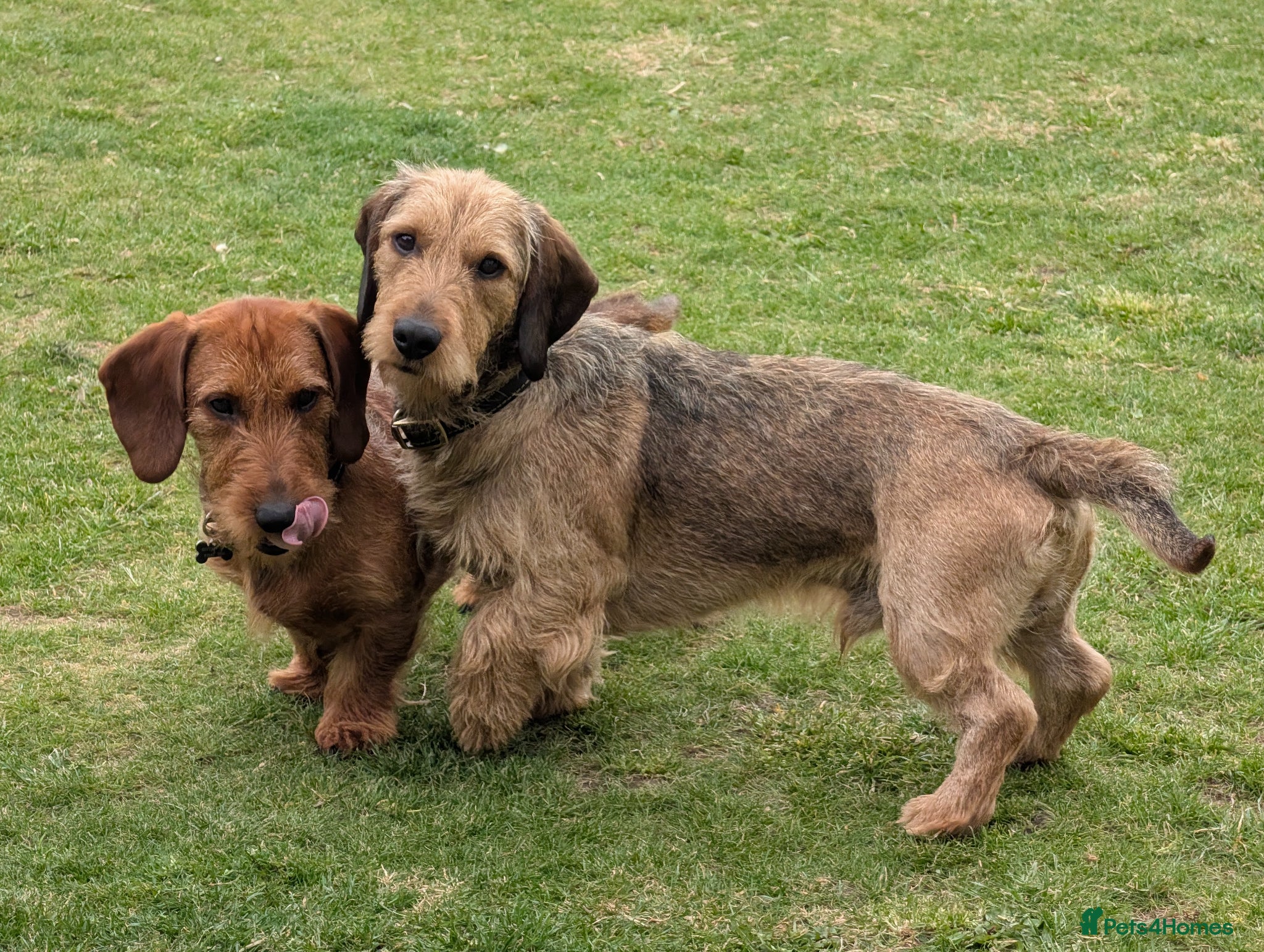 Dachshund dogs 5th gen pedigree KC teckel Dachshund  - Advert 5