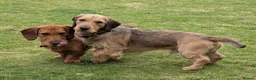 Dachshund dogs for stud: 5th gen pedigree KC teckel Dachshund  - Advert 1