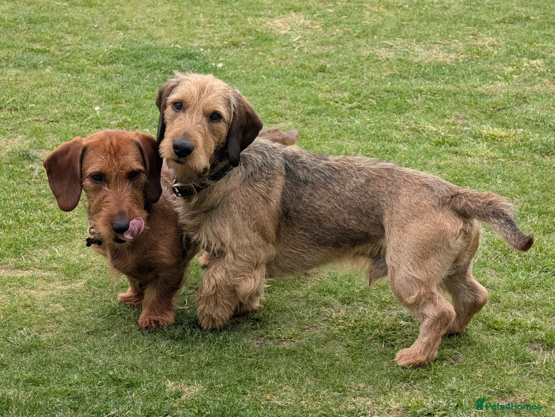 Dachshund dogs for stud: 5th gen pedigree KC teckel Dachshund  - Advert 1