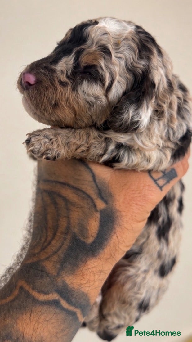 Toy Poodle dogs CHOCOLATE PHANTOM MERLE (Tan Pointed) - Advert 2
