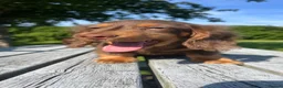 Miniature Dachshund dogs for sale: Reduced Price - Beautiful Longhair Boys Available - Advert 8