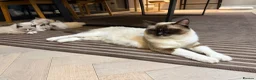 Ragdoll cats for sale: 💙💗PURE Ragdoll kittens 💗💙 in London - Advert 34