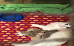 Ragdoll cats for sale: Tica Mink & Sepia Cherubim Ragdoll kittens. 2girls - Image 9